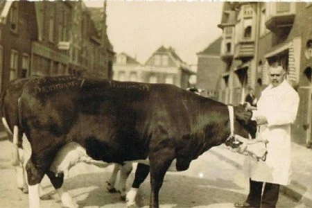 Vee door de straat